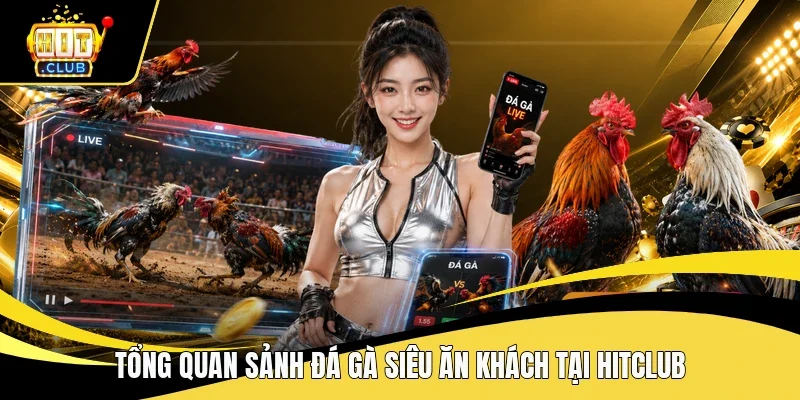 Tổng quan sảnh đá gà siêu ăn khách tại Hitclub